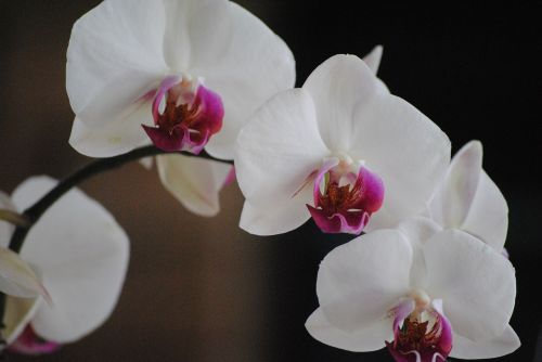 orchids white flower