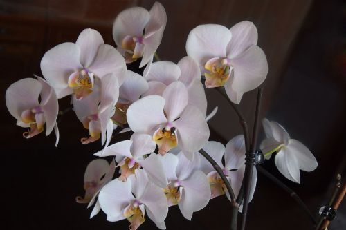 orchids flowers pink