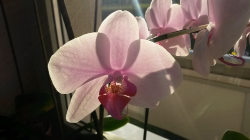 orchids pink blossom