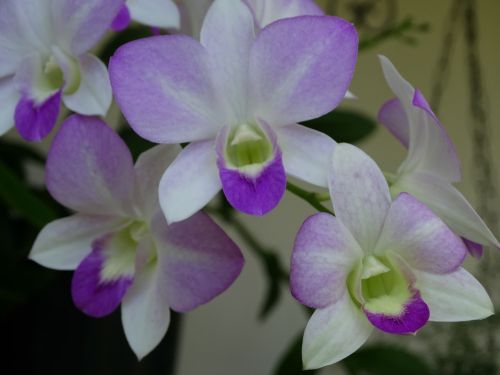 orchids nature cayenne