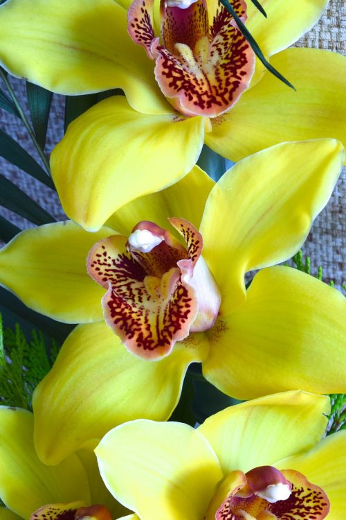 orchids flower flowers