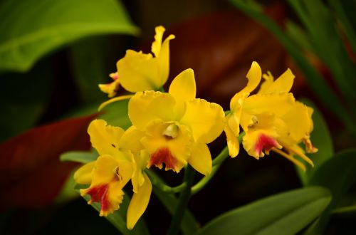 orchids cymbidiums flowers
