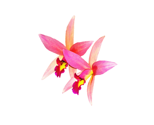 orchids flowers rosa