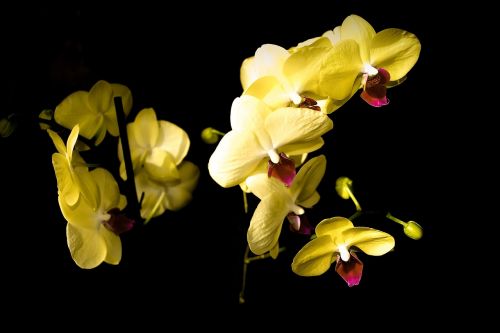 orchids flowers plant