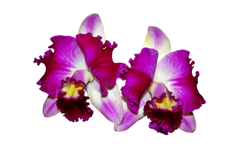 orchids flowers cattleya orchid
