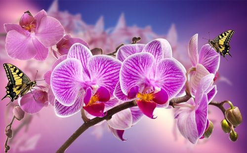 orchids flowers garden