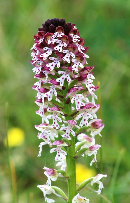 lady orchid orchis ustulata hester