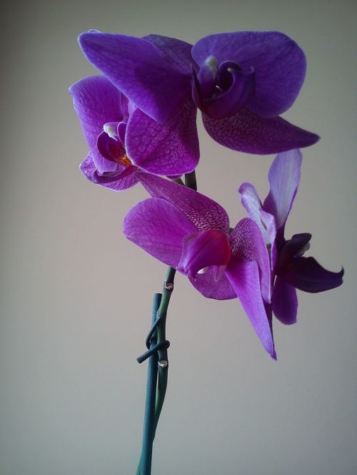 orchis flower orchidaceae juss