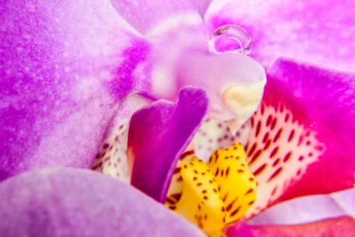 orchis flower flora