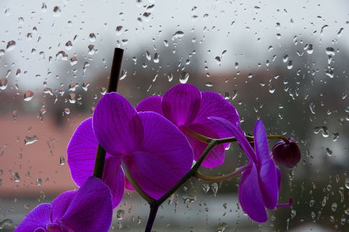 orchis violet flower