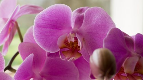 orchis flower violet
