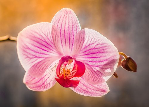 orchis  flower  pastel colors