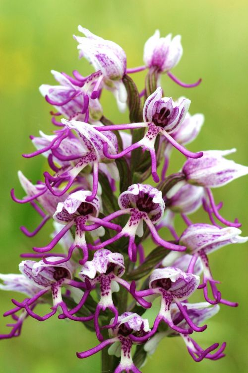 orchis simia flowers scrubland
