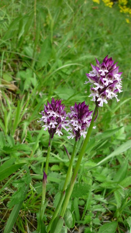 orchis ustulata brand boys herb german orchid