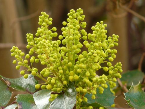 ordinary mahogany stechdornblättrige mahonie mahonia aquifolium