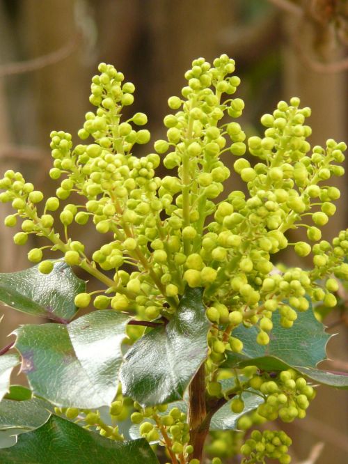 ordinary mahogany stechdornblättrige mahonie mahonia aquifolium