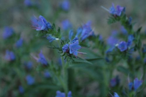 ordinary natternkopf blue natternkopf echium vulgare