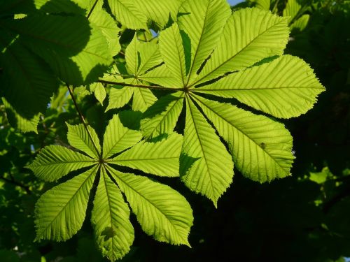 ordinary rosskastanie leaves chestnut