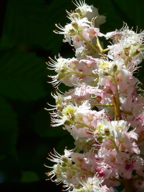 ordinary rosskastanie chestnut flowers