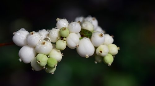 ordinary schneebeere  snowberry albus  snow berry