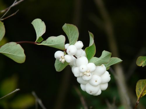 ordinary schneebeere bush berries