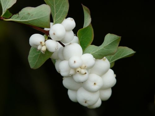 ordinary schneebeere bush berries