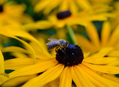 ordinary sonnenhut honey bee rudbeckia fulgida