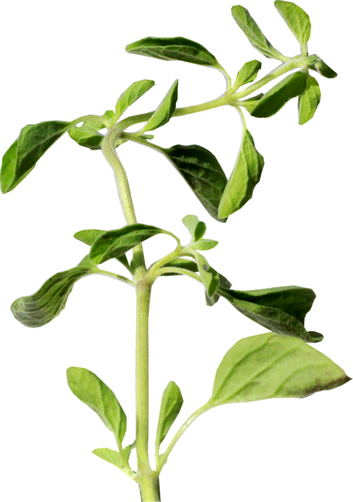 oregano herb green