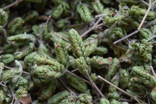oregano spice herbs