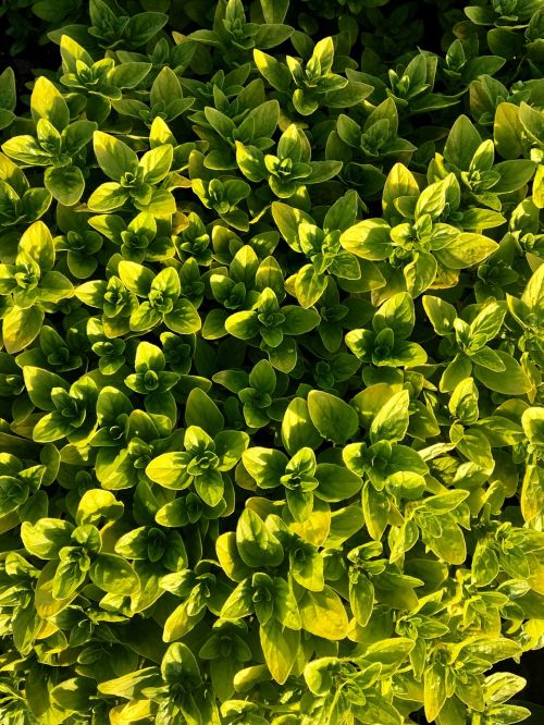 oregano plant herbs