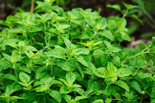 oregano spice aromatic herbs