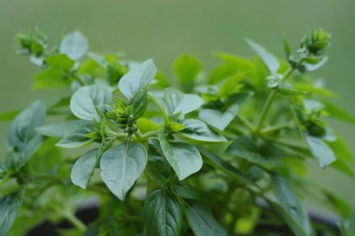 oregano  herb  plant