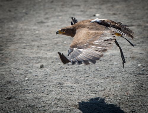 Eagle In Flight