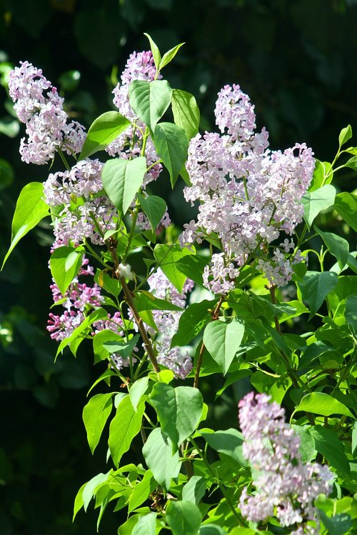 organ  flower  nature