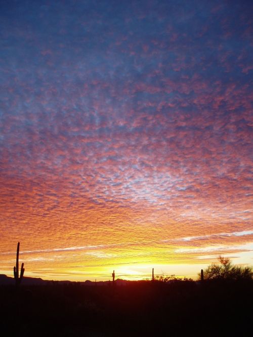 organ pipe cactus sunset silhouette