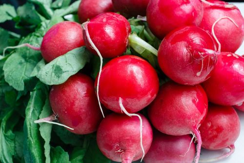 organic radishes freshness