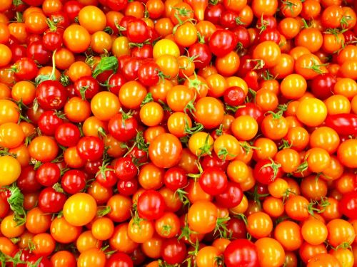 organic tomato fresh