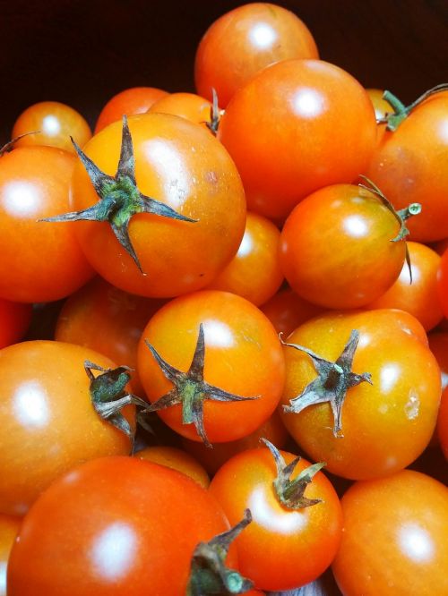 organic tomato tomatoes