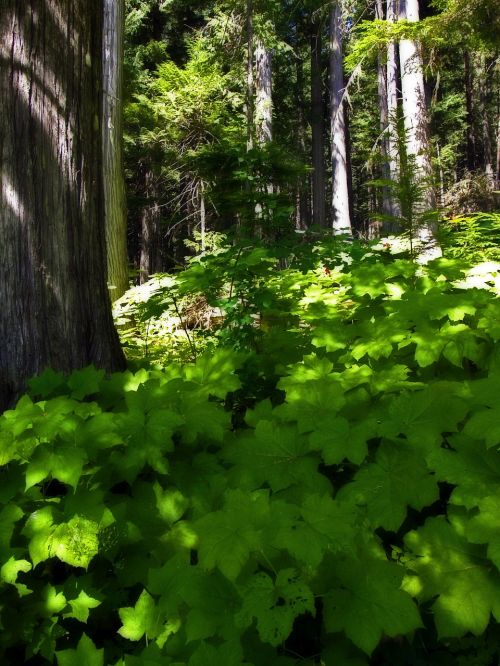 organic agriculture outdoors