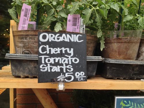 organic tomato gardening