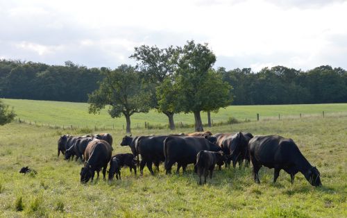 cows organic cows angus