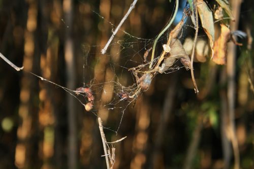 Organic Debris In Spider&#039;s Web