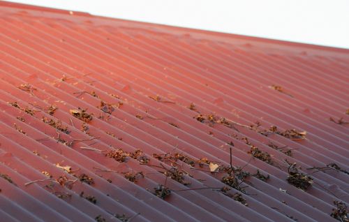Organic Debris On Roof