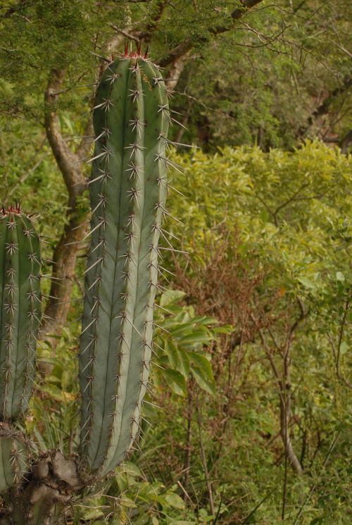 organo thorns nature