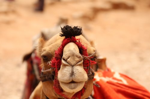orient  camel  far east