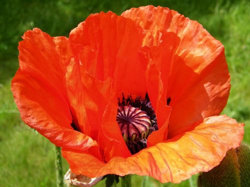 oriental poppy papaver