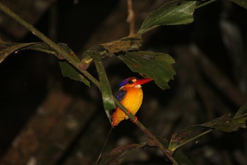 oriental dwarf kingfisher foliage colourful birds