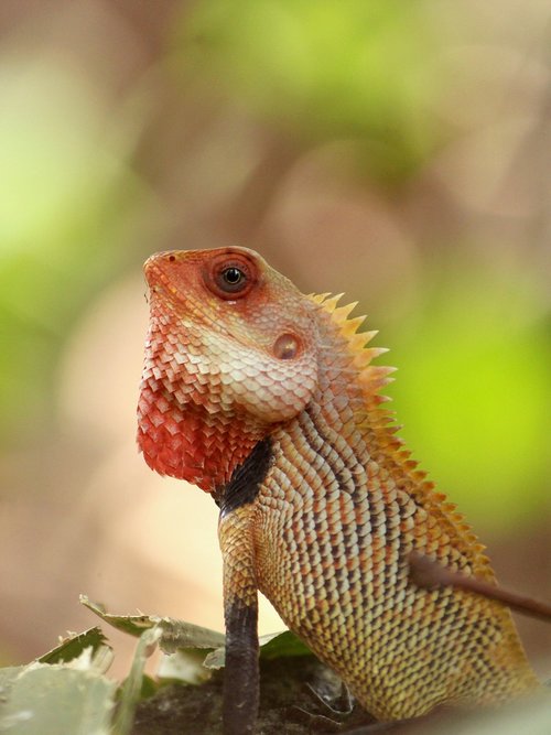 oriental garden lizard  lizard  garden