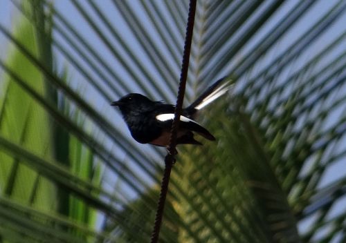 oriental magpie-robin robin copsychus saularis