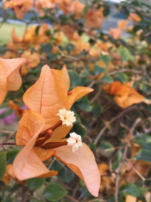 original  orange  flowers